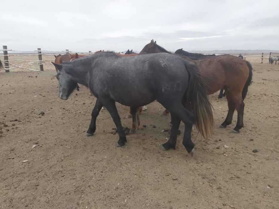 Продам лошадей оптом