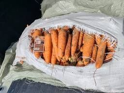 Морковь оптом свежая