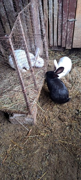 Vând  doi iepuroi  albi