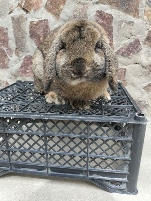 Karlik baran quyoni sotiladi