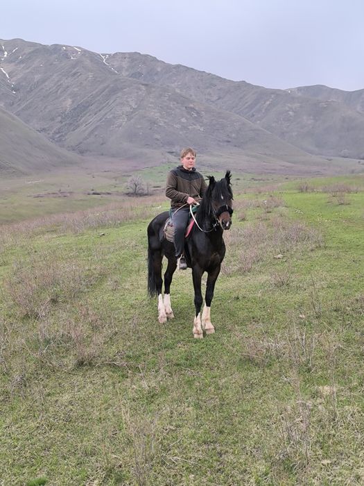 Конные Прогулки на Лошадях