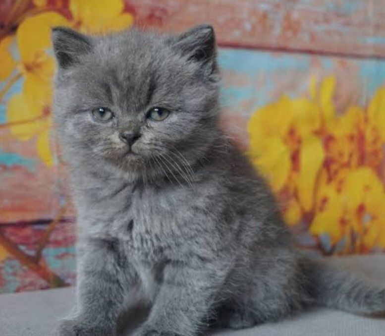 Pui british shorthair