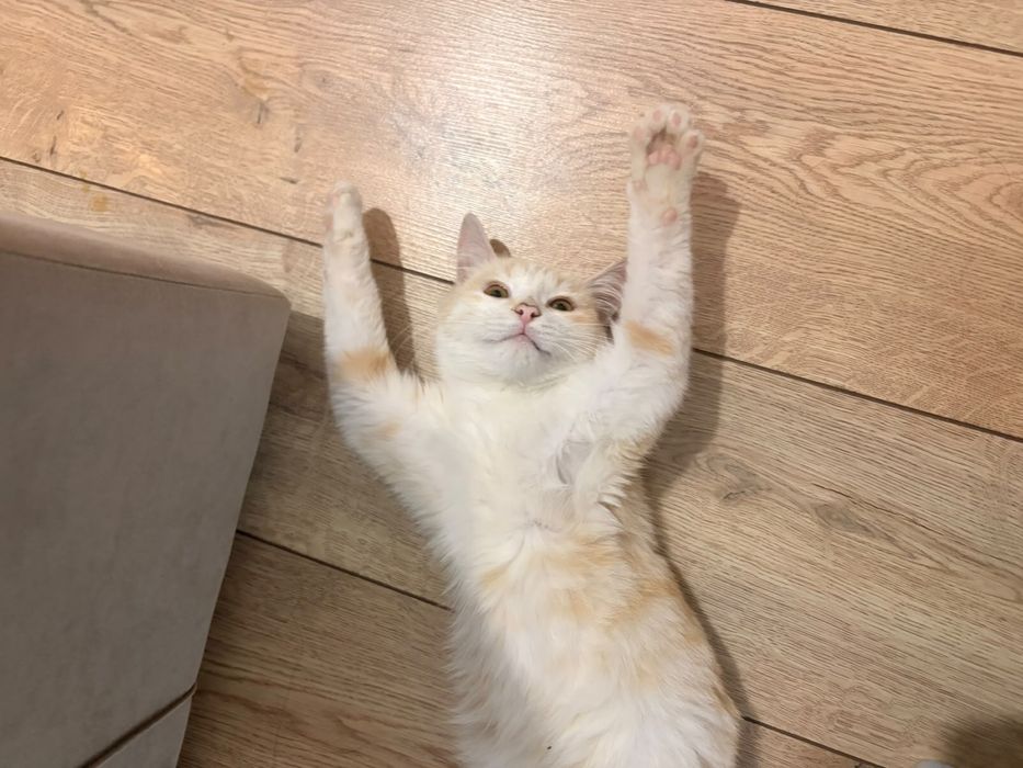 Отдам кота на добрые руки
