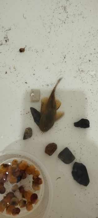 Продаются аквариумные рыбки и улитки!