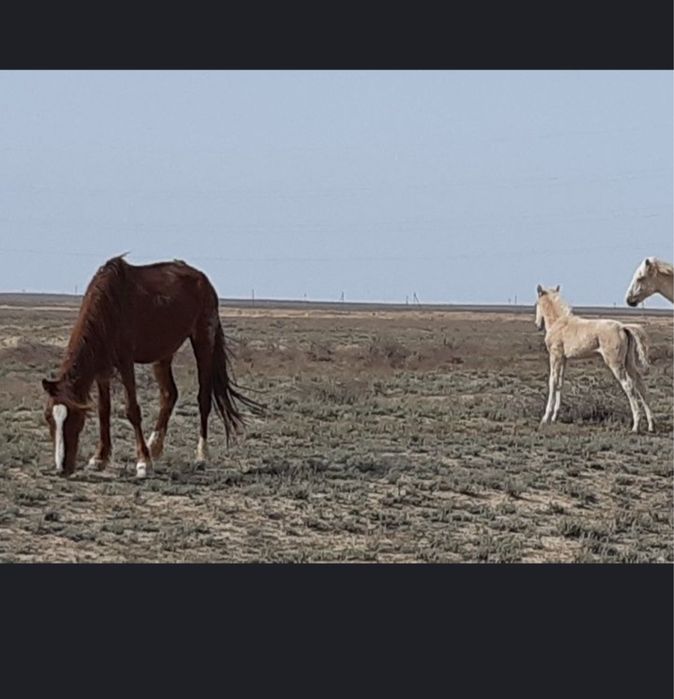 Құлынды бие сатылады