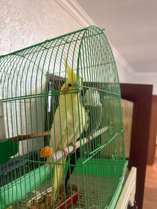 Попугай корелла продам