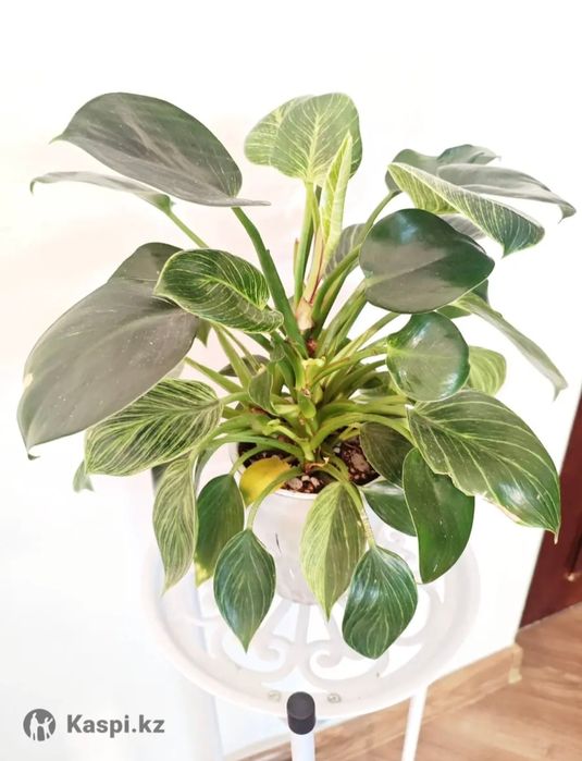 Филодендрон Биркин