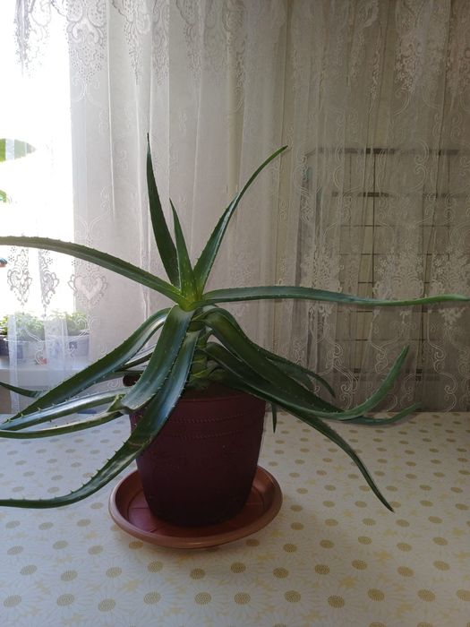 Продаются различные цветы