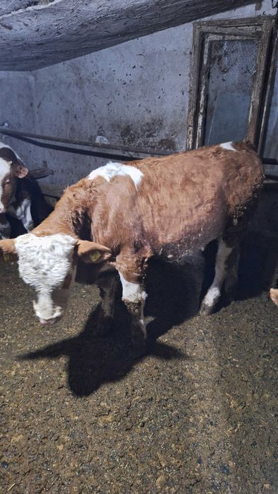 Vand 3 taurasi baltata romaneasca