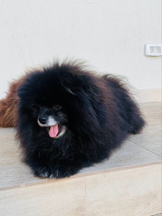 Pomeranian mascul rasa pura