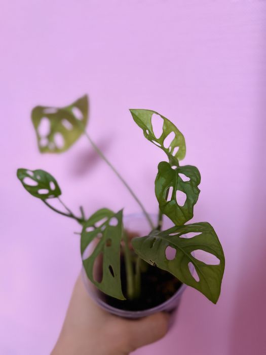 Монстера манки растение