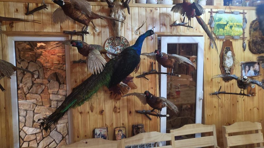 Păsări decor inpaiate