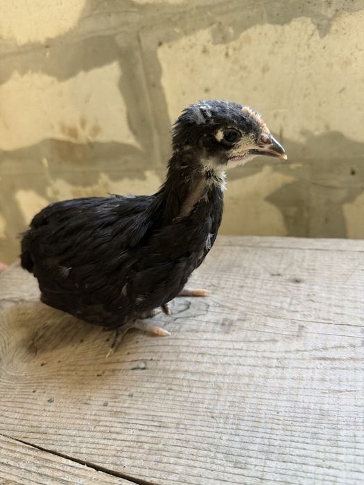 Wyandotte si Australorp negru 6 saptamani/4 saptamani