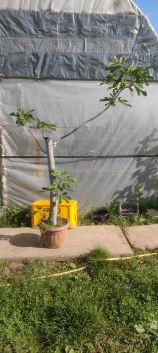 Smochin smochini galben verde sau mov in ghivece