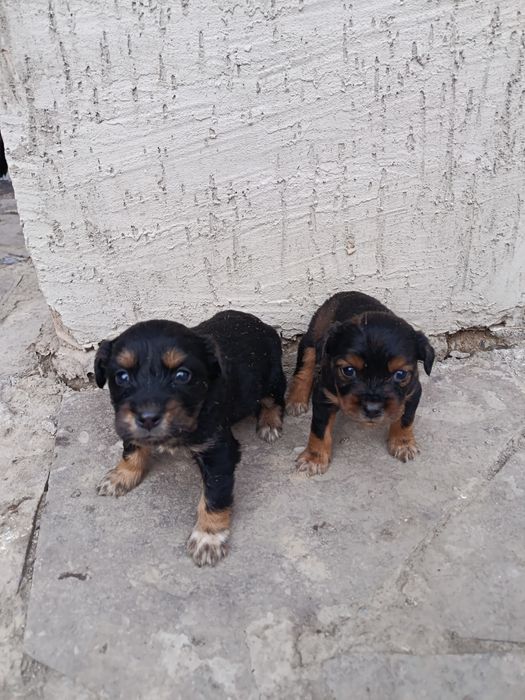 Продам щенки спаниели