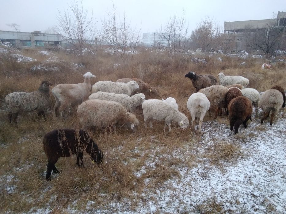 Продам молодых барашек на мясо