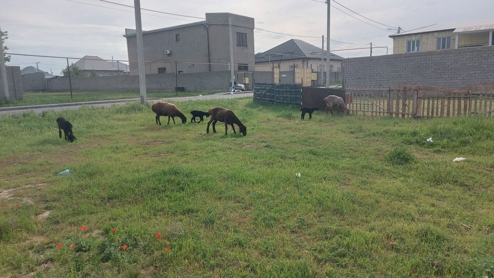 Қозылы қой,буаз қой қошқарымен сатылады