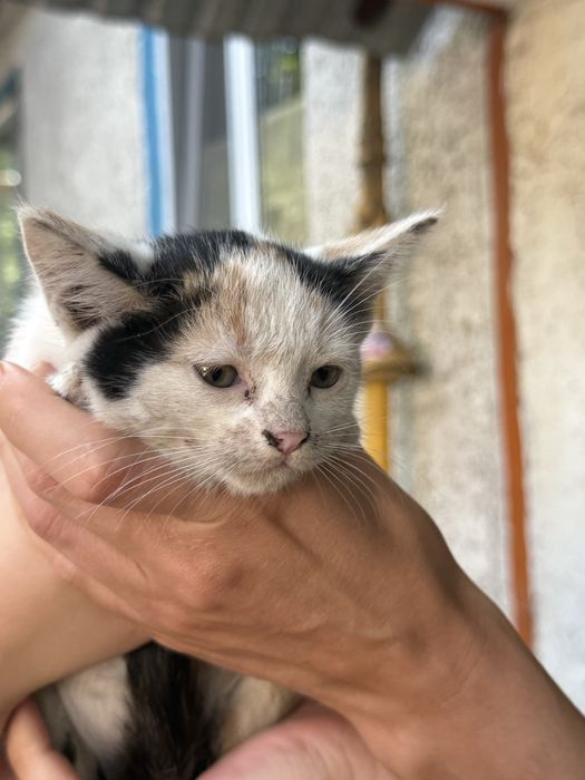 Котята бесплатно
