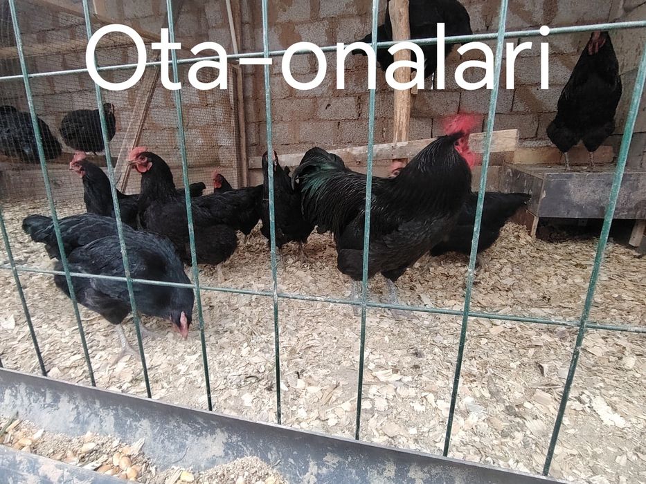 Kurk kurkala sotiladi 6 ta bor