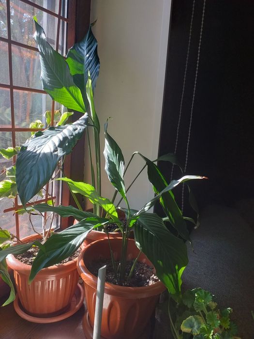 Продаю комнатные цветы