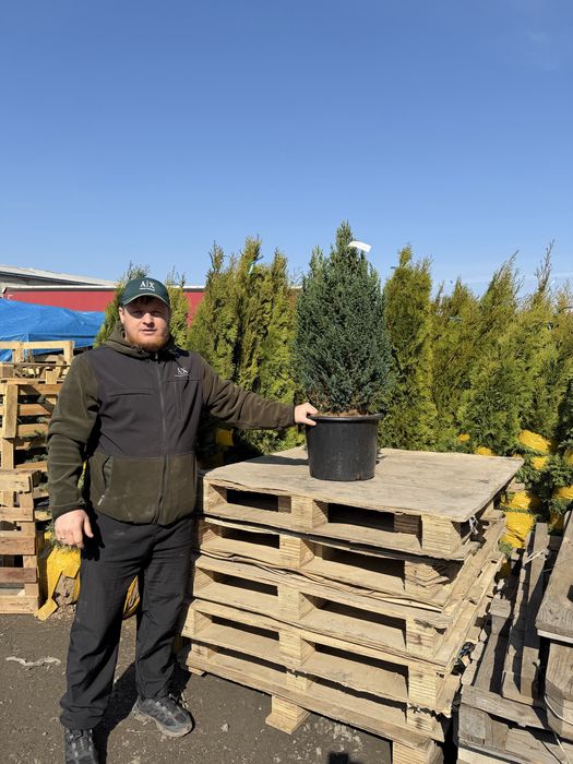 Саженцы, озеленение