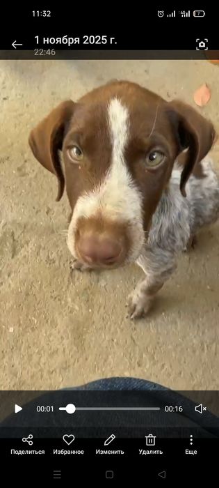 Ит ұрланды курцхар