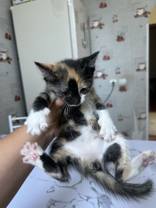 Котят отдам в хорошие руки
