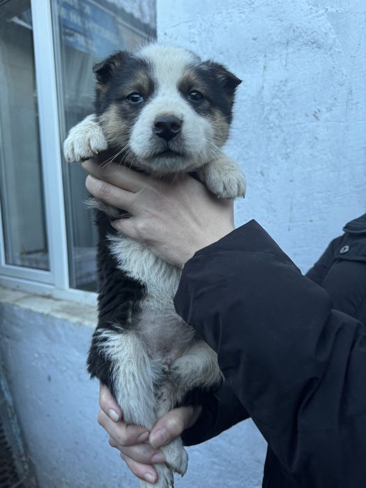 Щенки девочки срочно ищут дом!