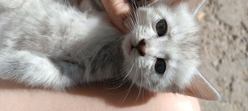 Котята месяц породистые