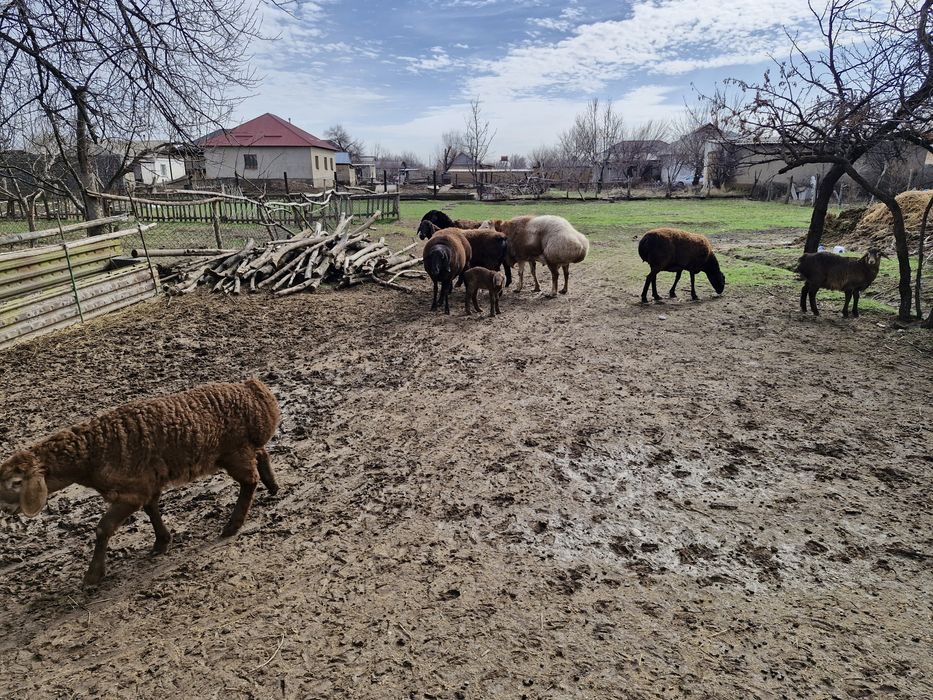 Төрт бас қой және бір бас қошқар сатылады