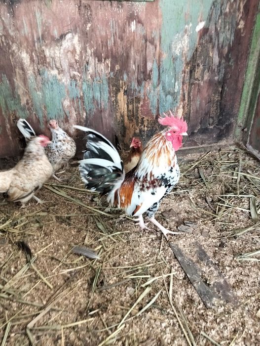 Карлики бентамка ситцевые