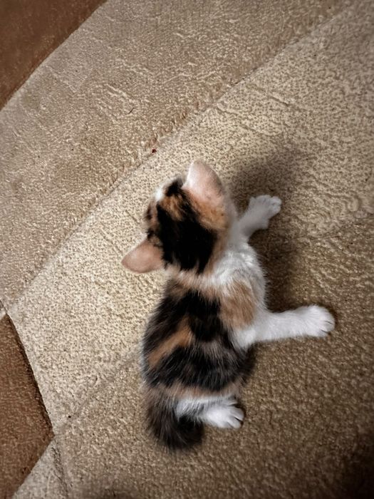 Котята 1,5 месяца в добрые руки