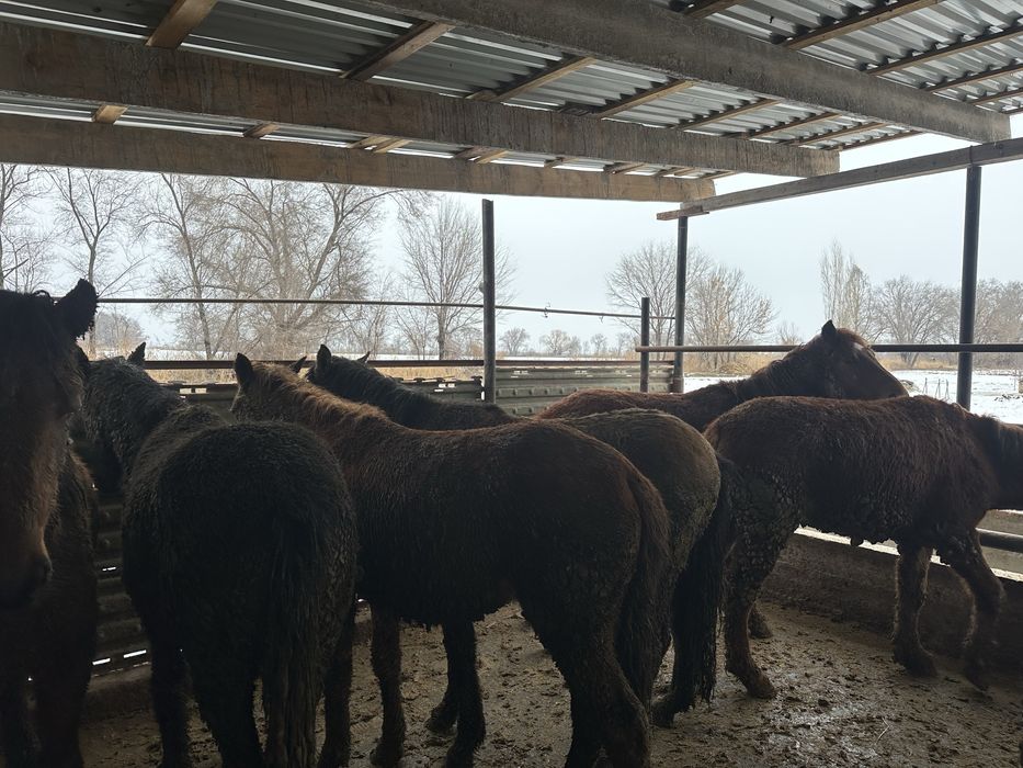 Соғымға семіз жылқылар сатылады