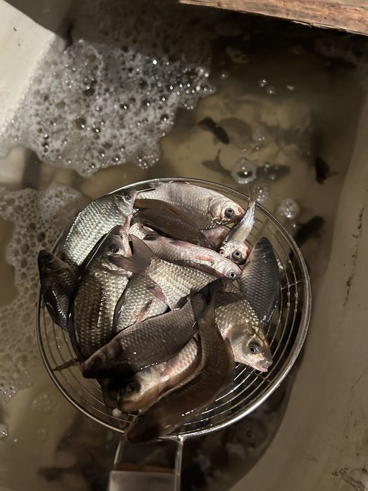 Живец карась малек