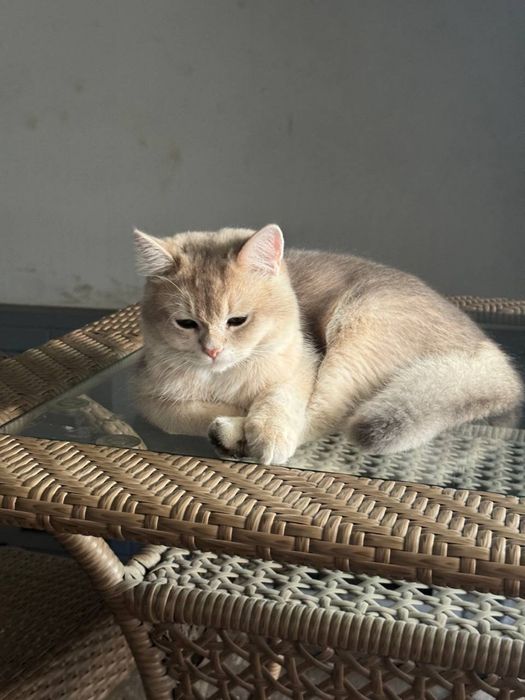 Чистокровный кот