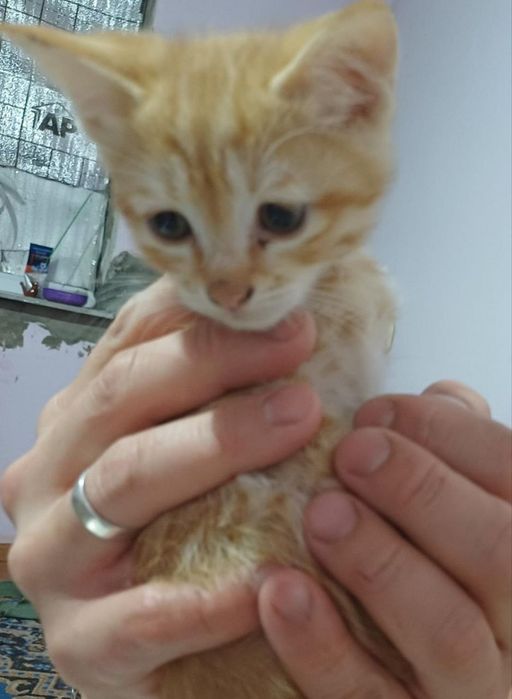 Кошка с котятами ищут дом