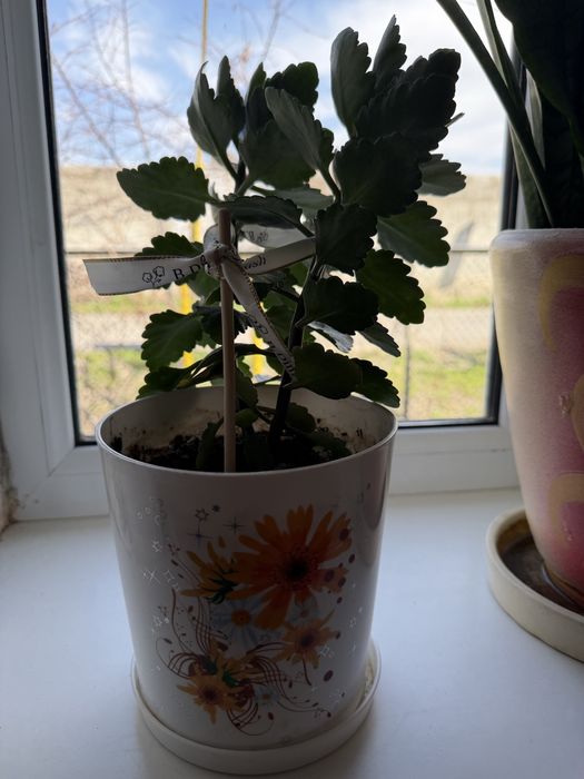 Комнатный цветок Каланхоэ