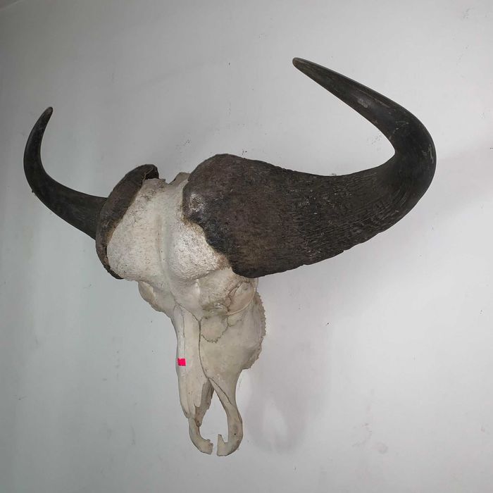 Trofeu cap de bivol african de apa