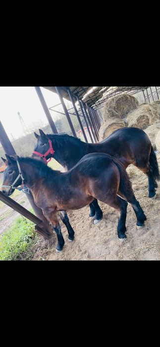 Vand iapa de 4ani cu mânza