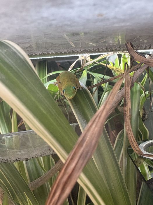 Vand pereche Phelsuma Laticauda