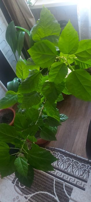 китайская роза за 10000т