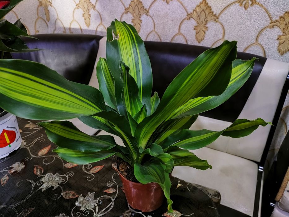 Комнатные цветы. Доставка