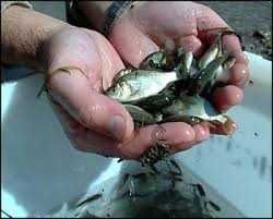 Живец малек на жерлицы