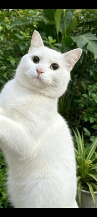 Добрый и красивый котик