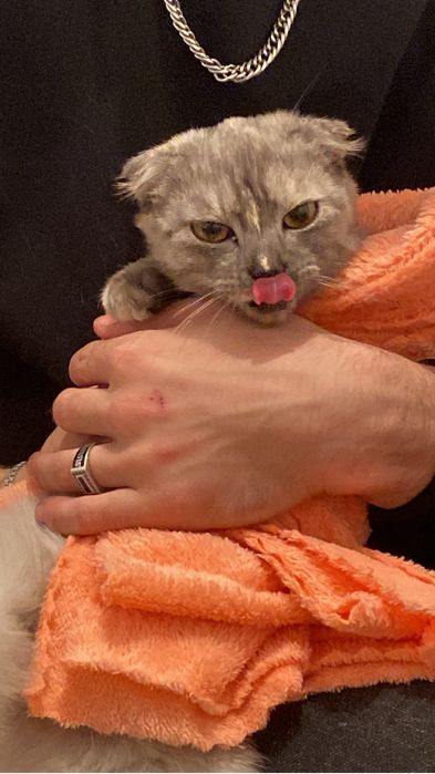 Кошка ищет хозяев