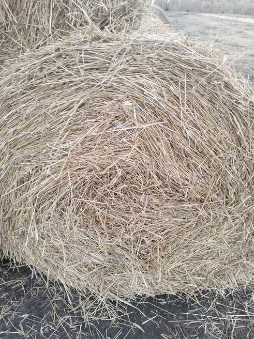 Продам солома с доставкой