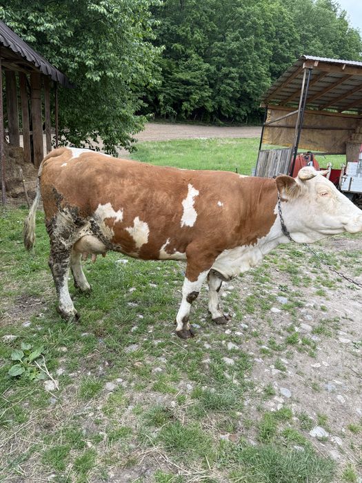 Vand vaca cu lapte de 5 ani