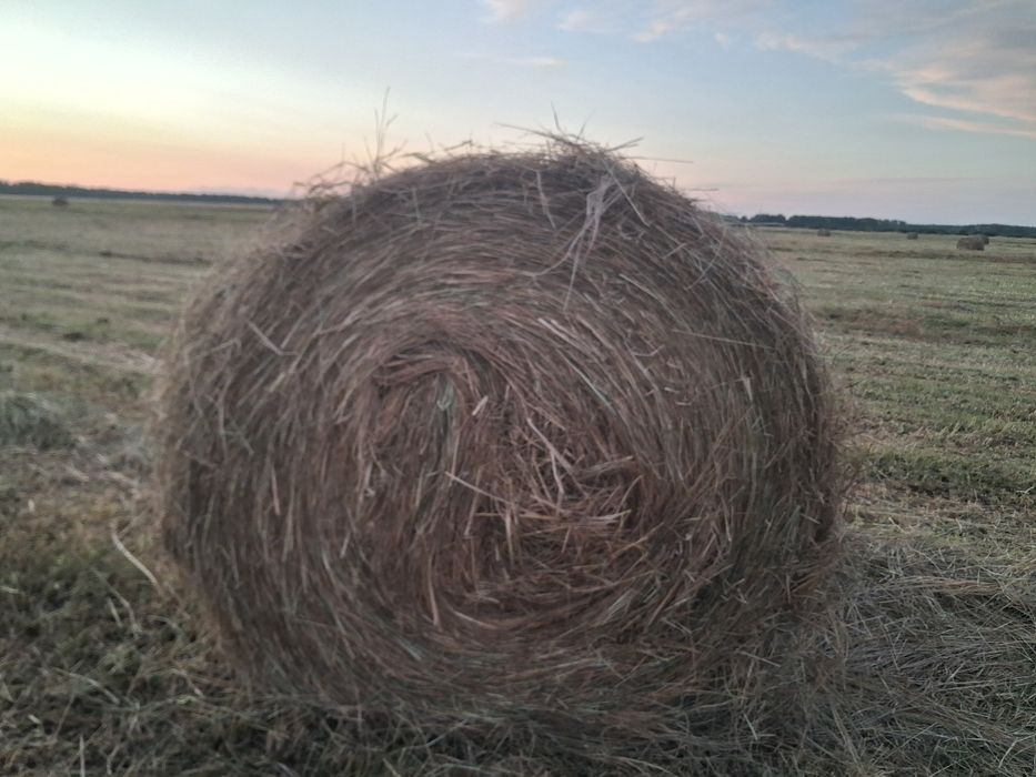 Продам сено 300 кг цена 5000