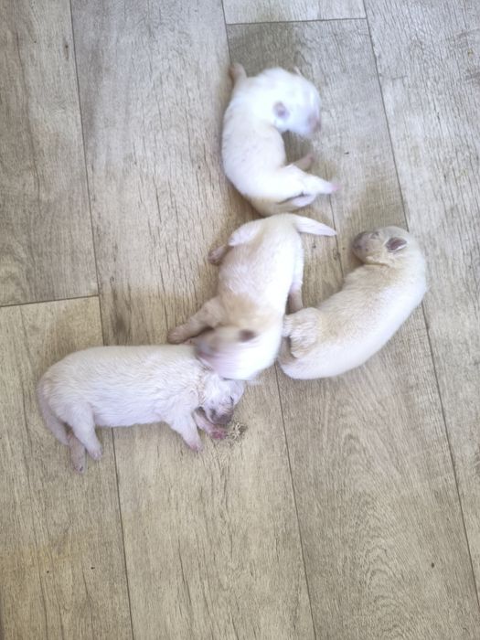 Самоедская собака