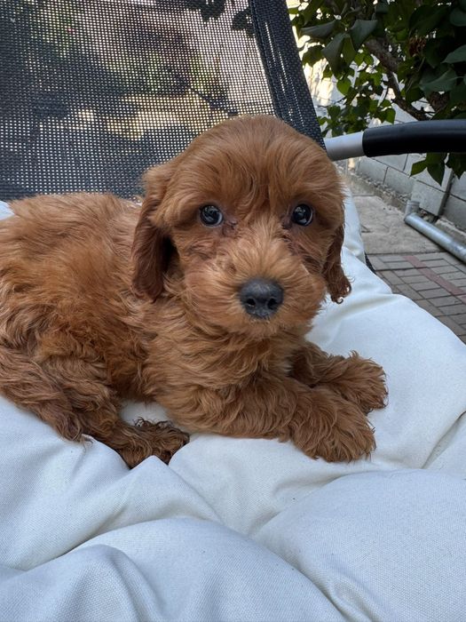 Puddel-Caniche Toy baiat cu carnet